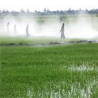 analysis polar pesticides water by icms