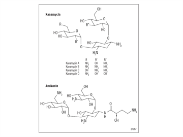 determination kanamycin amikacin