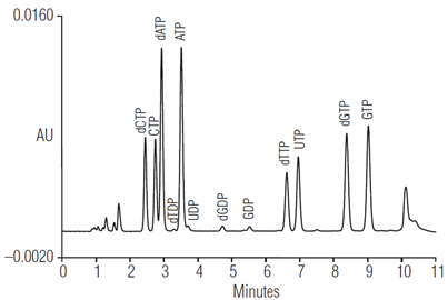 determination nucleotides