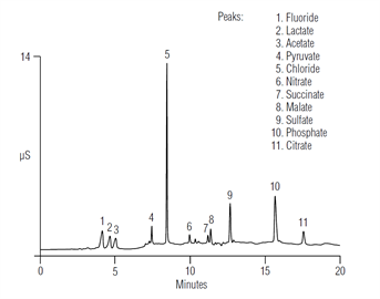 anions beer