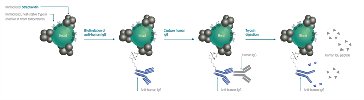 rapid quantitation therapeutic antibodies animal plasma