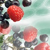 液态食品中三种甜味剂和两种防腐剂的离子色谱测定法