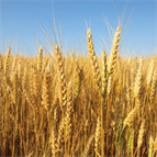 determination fusarium mycotoxins wheat maize animal feed using an online turboflow orbitrap lcms method