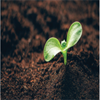 online extraction vocs from soil using gcms